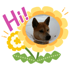 Ringo shibainu