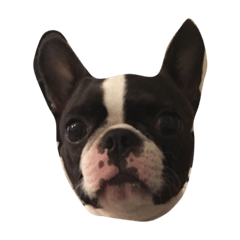 sumire_20200413153609