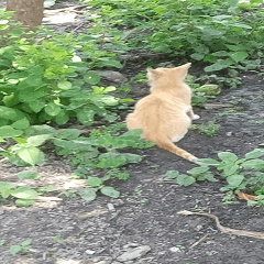 A little orange cat