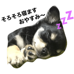 Chihuahua's stamp.