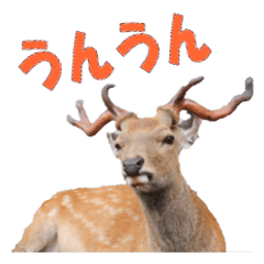 Deer photos and Japanese