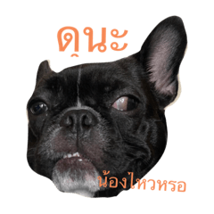 Damrong dog