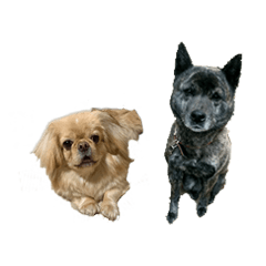 Pekingese Kinako and Kaidog Anko