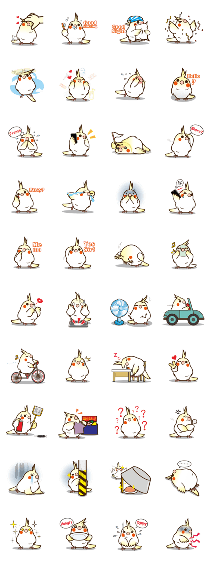 Miss Lovebird-Cockatiel 's home life Miss Lovebird-Cockatiel 's home life