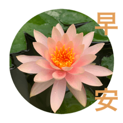 長青班用圖