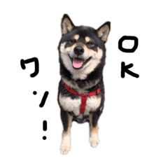 Rokusuke is black Shiba Inu dog.