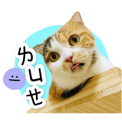 十三喵