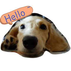 短腿薇琪-日常篇