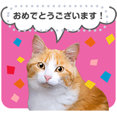 Cat photo message sticker