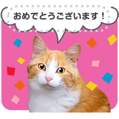 猫写真のメッセージスタンプ Line スタンプ Line Store
