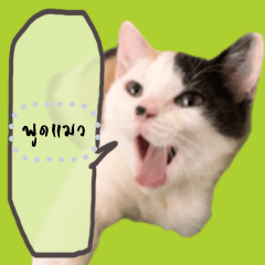 พูดแมว