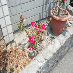 Red desert rose