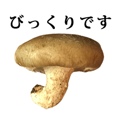 shiitake 4