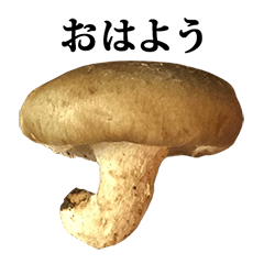 shiitake 2