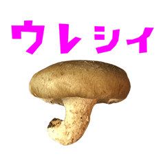 shiitake 6