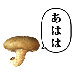 shiitake 7