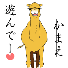 Bossy and cute dromedary Camel