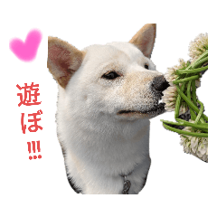 Hana_20200415005014