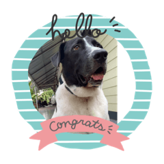 PANDA_20200409205955