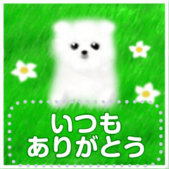 Message Stickers - white dog