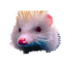 Albino hedgehog Sticker
