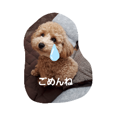 cherry_20200410214949