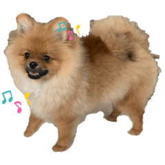 Pomeranian Lyon