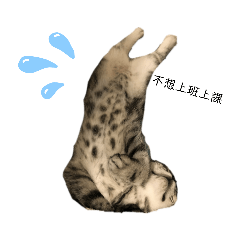 貓咪跟主人的煩惱