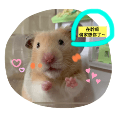 鼠鼠小七的人森