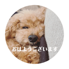 mochi_20200415182643