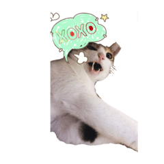 貓貓是肉多多 肉多多是貓貓 2