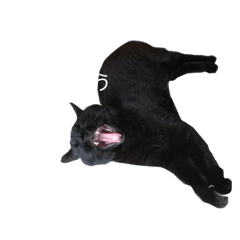 moon shirahama
