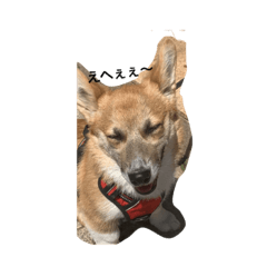 hiyori_20200411201307