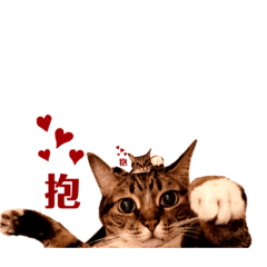 小老虎2.0 —喵嗚