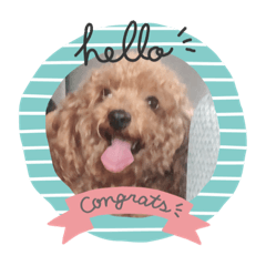 トイプードルと仲良し