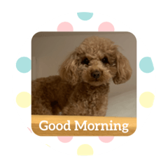 Poodle Puppy Rollo stickers volume2!