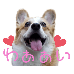 corgi's everyday2