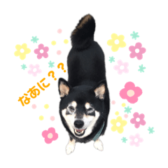 Tenchan_shibainu