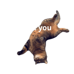 cute cat Simba (half Japanese American)