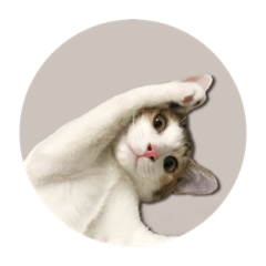 bubblecat