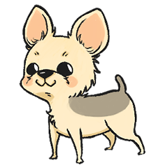 Sadaharu-kun of the Yorkshire Terrier