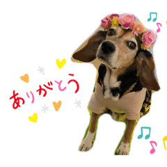 pipire_20200412204510