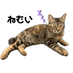 ayumi_20200416213726