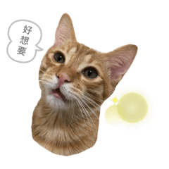 喵汪星人every day