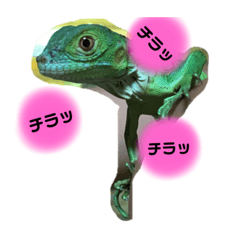 iguana Baby