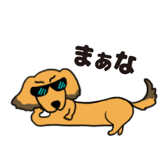 Mr.Marron of Dachshund