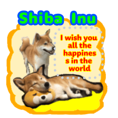 Let's play with Shiba Inu