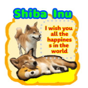Let's play with Shiba Inu