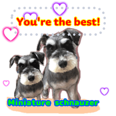 Chat with a miniature schnauzer