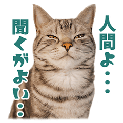 Cute and funny cat sticker